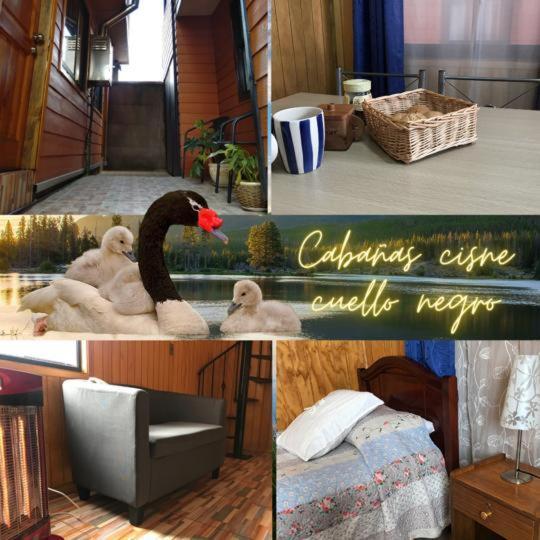 Cabanas Cisne Cuello Negro Apartment Valdivia Ngoại thất bức ảnh